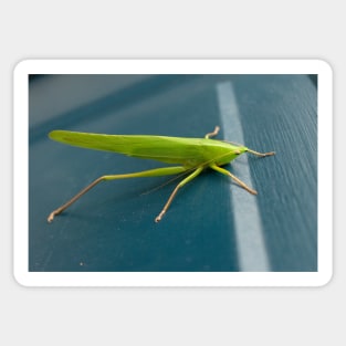 Grasshopper Macro Sticker